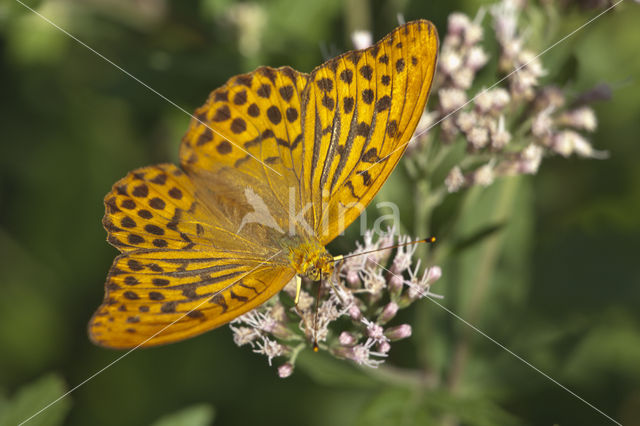 Keizersmantel (Argynnis paphia)