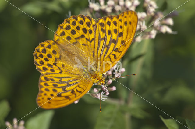 Silver-washed Fritillary (Argynnis paphia)