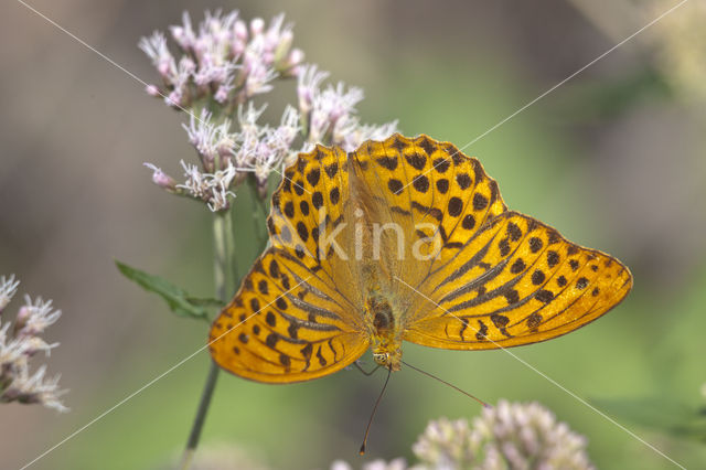 Keizersmantel (Argynnis paphia)