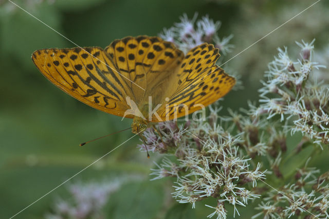 Silver-washed Fritillary (Argynnis paphia)