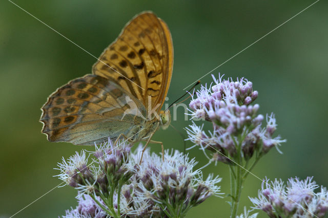 Keizersmantel (Argynnis paphia)