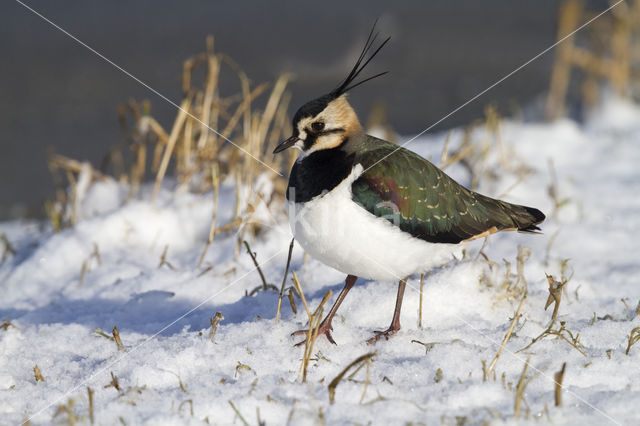 Lapwing (Vanellus vanellus)