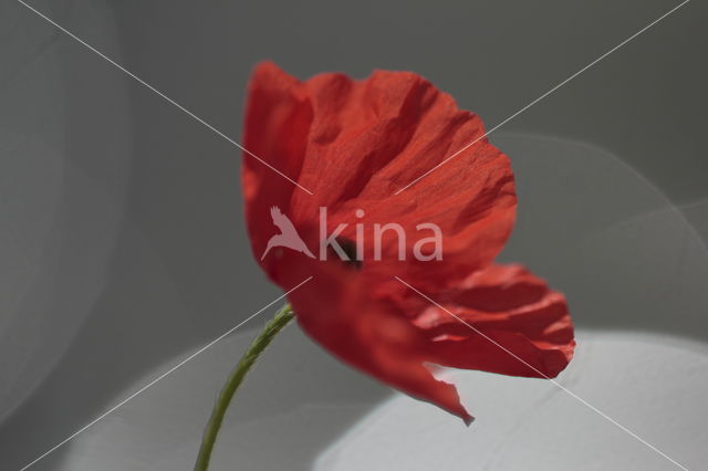 Poppy (Papaver spec.)