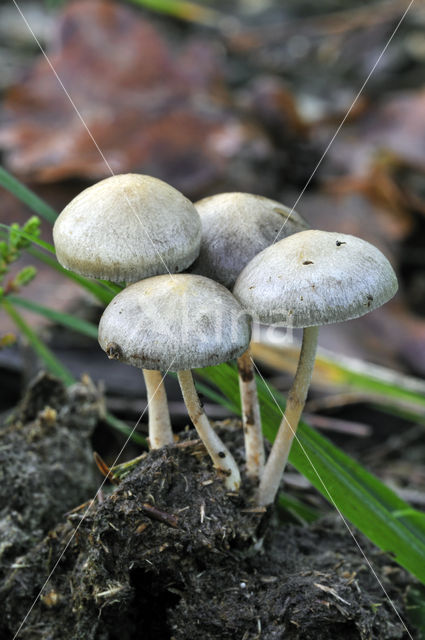 Kleefsteelstropharia (Psilocybe semiglobata)