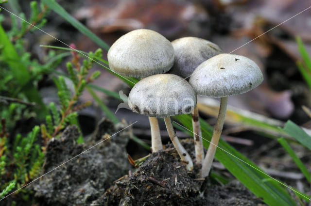 Kleefsteelstropharia (Psilocybe semiglobata)