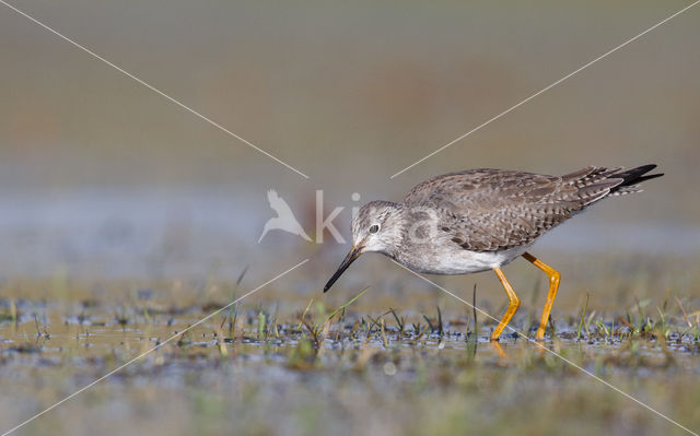 Kleine Geelpootruiter (Tringa flavipes)