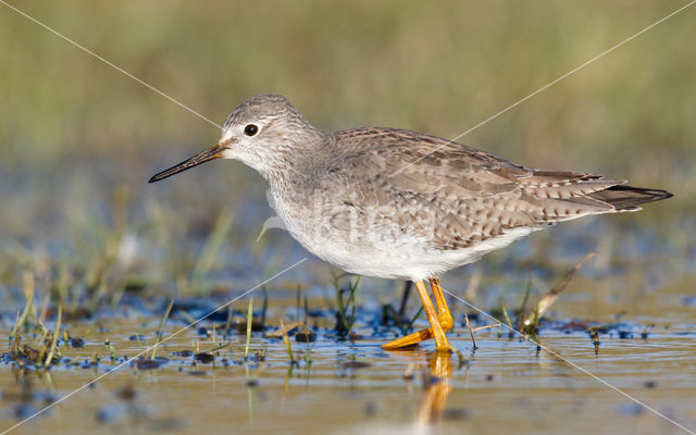 Kleine Geelpootruiter (Tringa flavipes)