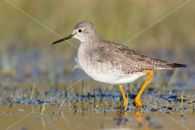 Kleine Geelpootruiter (Tringa flavipes)