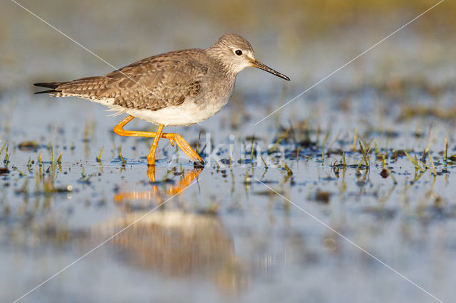 Kleine Geelpootruiter (Tringa flavipes)