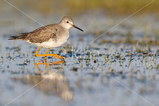 Kleine Geelpootruiter (Tringa flavipes)