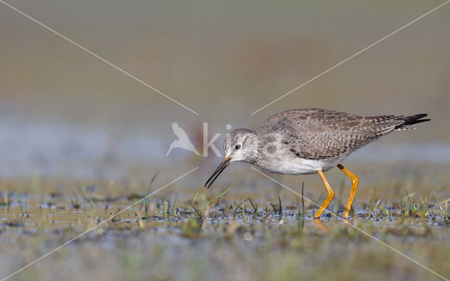 Kleine Geelpootruiter (Tringa flavipes)