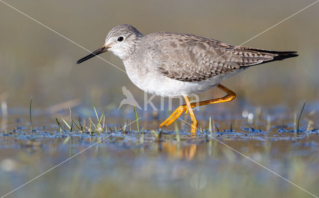 Kleine Geelpootruiter (Tringa flavipes)