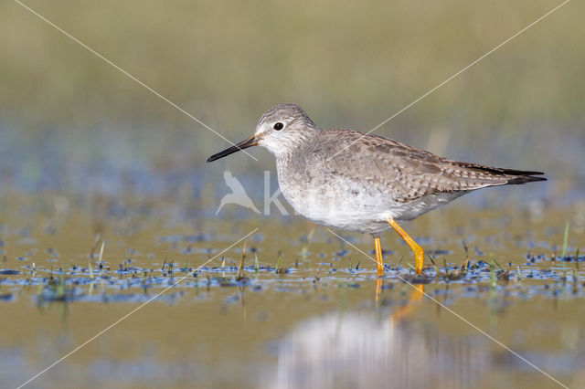 Kleine Geelpootruiter (Tringa flavipes)