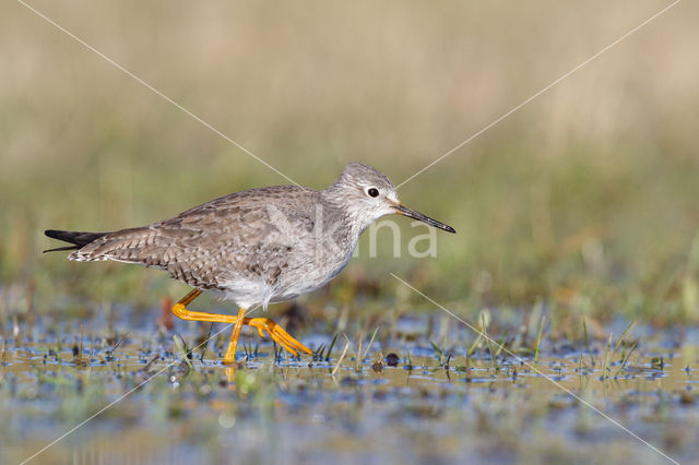 Kleine Geelpootruiter (Tringa flavipes)