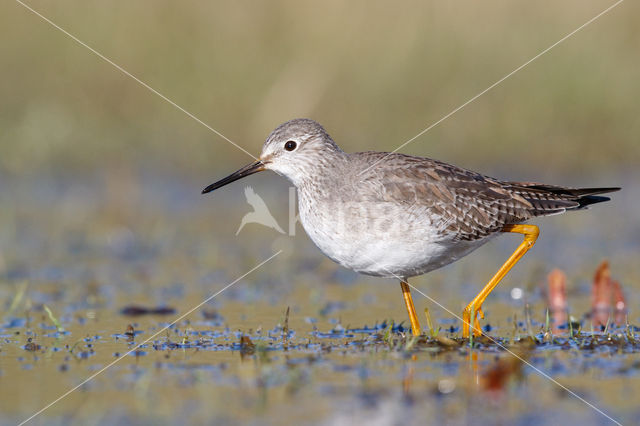 Kleine Geelpootruiter (Tringa flavipes)