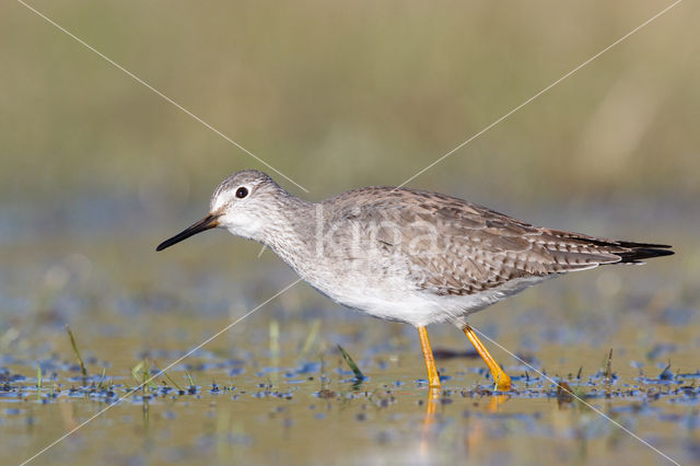 Kleine Geelpootruiter (Tringa flavipes)