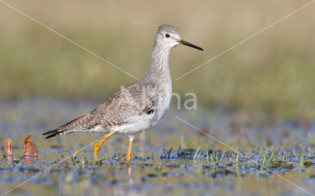 Kleine Geelpootruiter (Tringa flavipes)