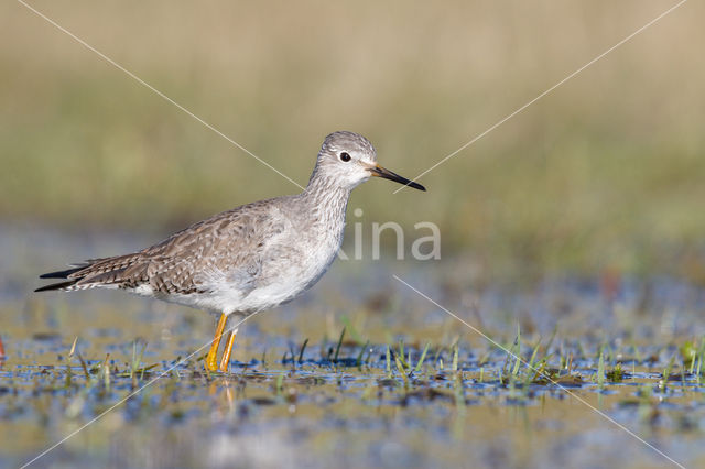 Kleine Geelpootruiter (Tringa flavipes)