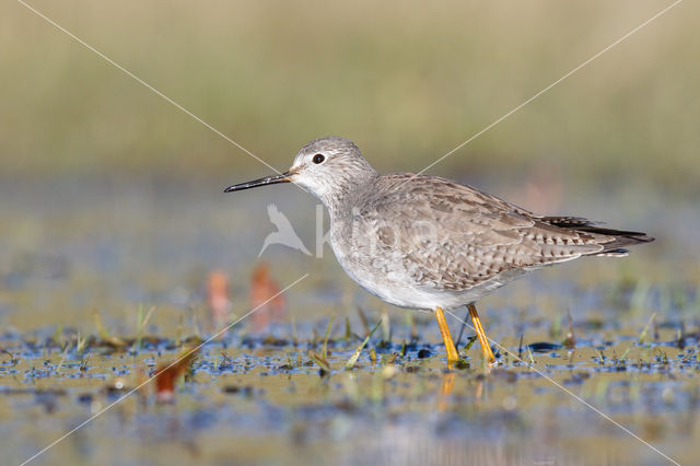 Kleine Geelpootruiter (Tringa flavipes)