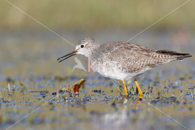 Kleine Geelpootruiter (Tringa flavipes)