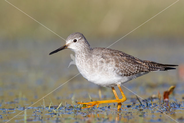 Lesser Yellowlegs (Tringa flavipes)