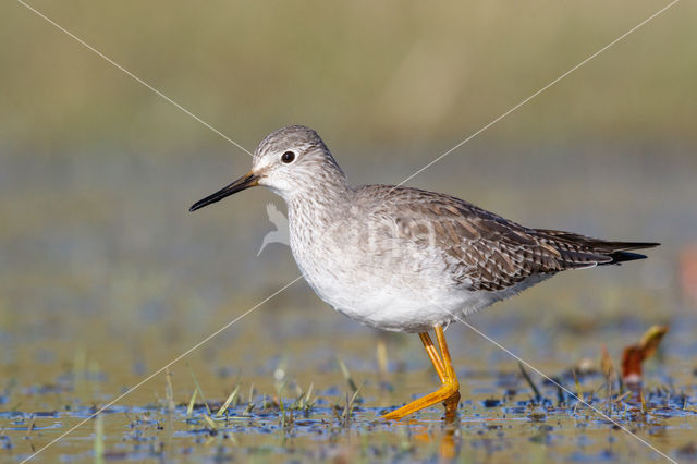 Kleine Geelpootruiter (Tringa flavipes)