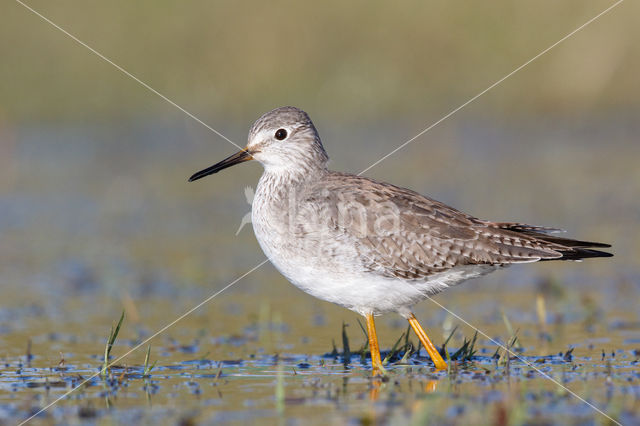 Kleine Geelpootruiter (Tringa flavipes)