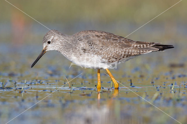 Kleine Geelpootruiter (Tringa flavipes)