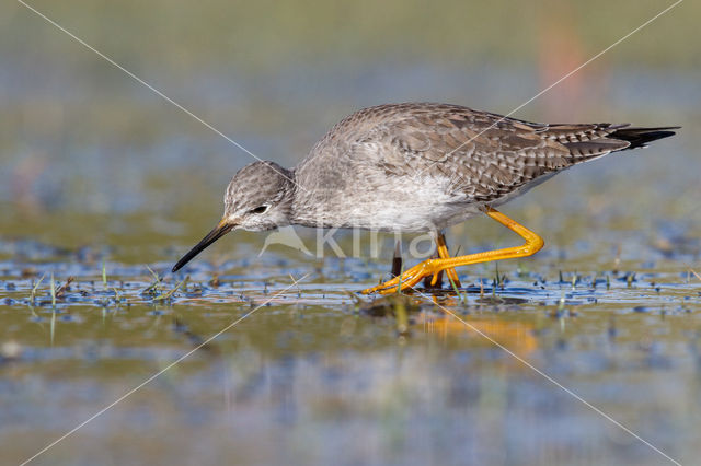 Kleine Geelpootruiter (Tringa flavipes)