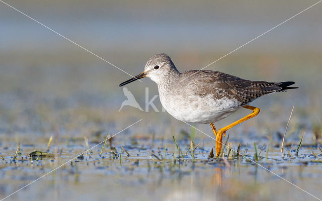 Kleine Geelpootruiter (Tringa flavipes)