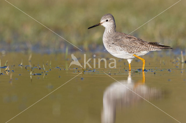 Kleine Geelpootruiter (Tringa flavipes)