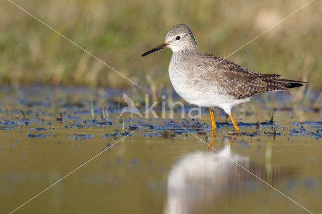 Kleine Geelpootruiter (Tringa flavipes)