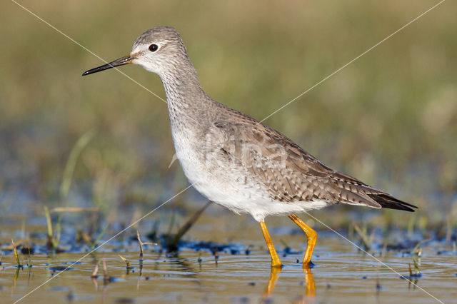 Kleine Geelpootruiter (Tringa flavipes)