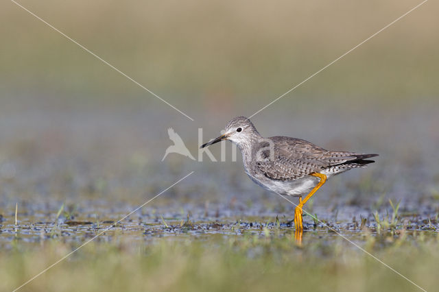 Kleine Geelpootruiter (Tringa flavipes)