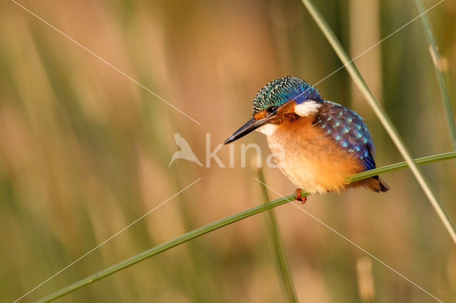 Kleine Gekuifde IJsvogel