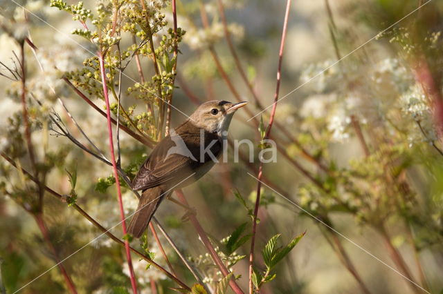 Eurasian Reed-Warbler (Acrocephalus scirpaceus)