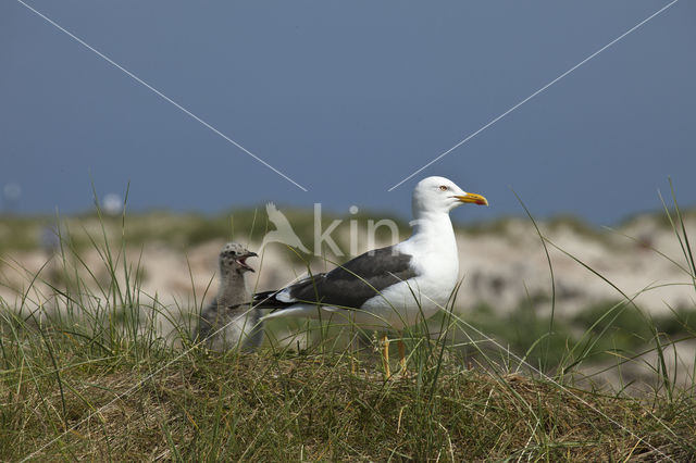 Kleine Mantelmeeuw (Larus fuscus)