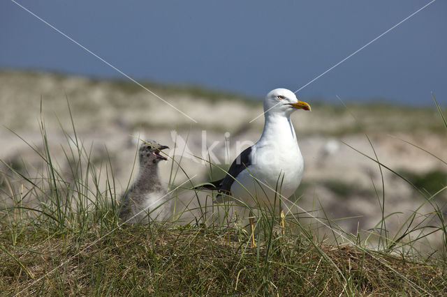 Lesser Black-backed Gull (Larus fuscus)