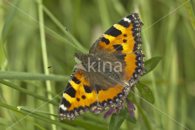 Kleine vos (Aglais urticae)