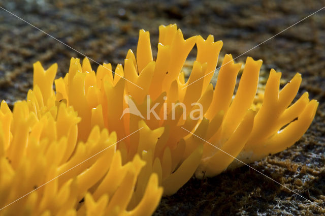 Kleverig koraalzwammetje (Calocera viscosa)