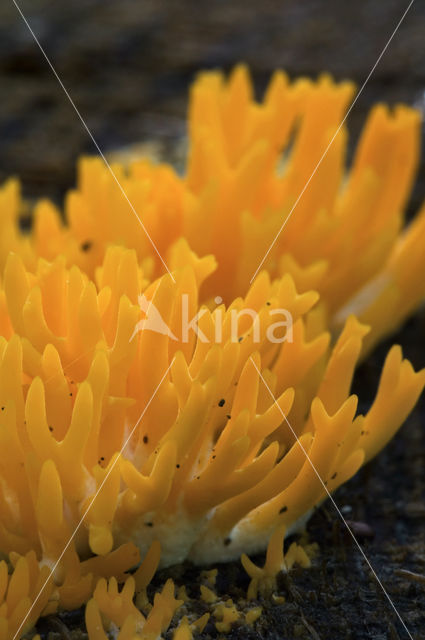 Kleverig koraalzwammetje (Calocera viscosa)