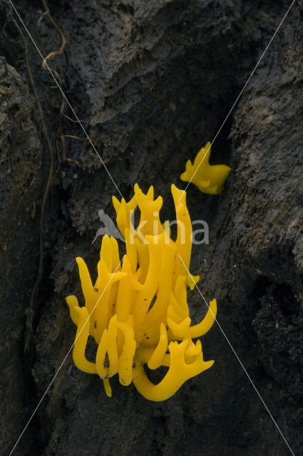 Kleverig koraalzwammetje (Calocera viscosa)