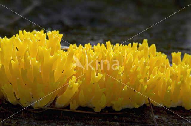 Yellow turning fork (Calocera viscosa)