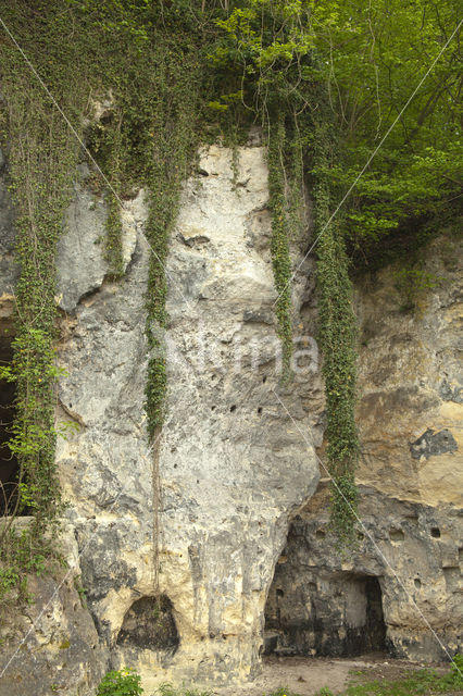 Klimop (Hedera helix)