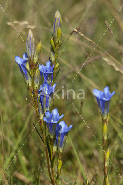 Marsh Gentian (Gentiana pneumonanthe)