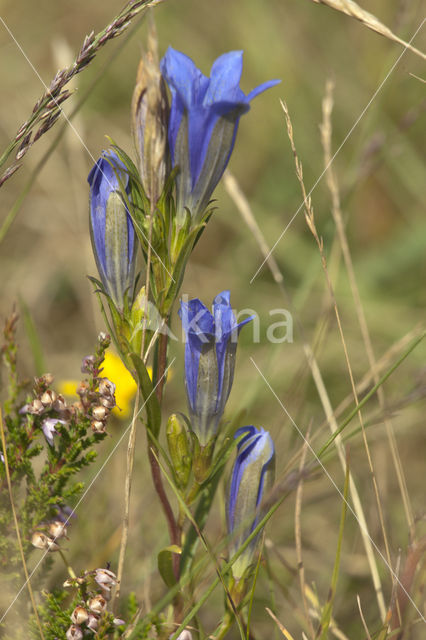 Marsh Gentian (Gentiana pneumonanthe)