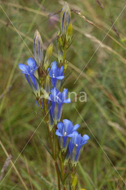 Klokjesgentiaan (Gentiana pneumonanthe)