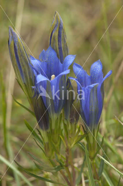 Marsh Gentian (Gentiana pneumonanthe)