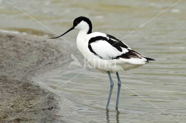 Pied Avocet (Recurvirostra avosetta)