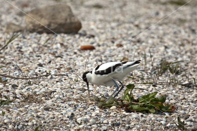 Pied Avocet (Recurvirostra avosetta)